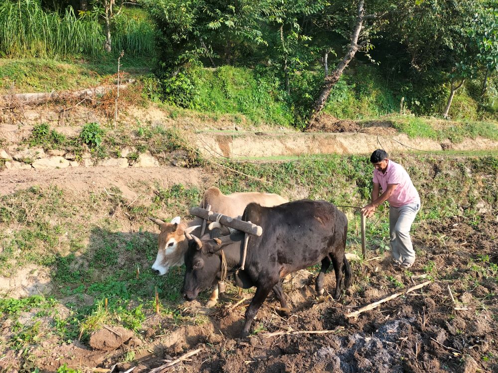 किसानलाई गहुँ छर्ने चटारो        