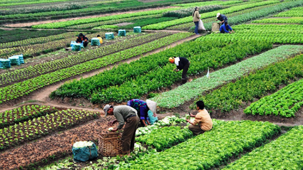 व्यावसायिक कृषि क्षेत्रमा आकर्षित बालचन खोरियाका किसान