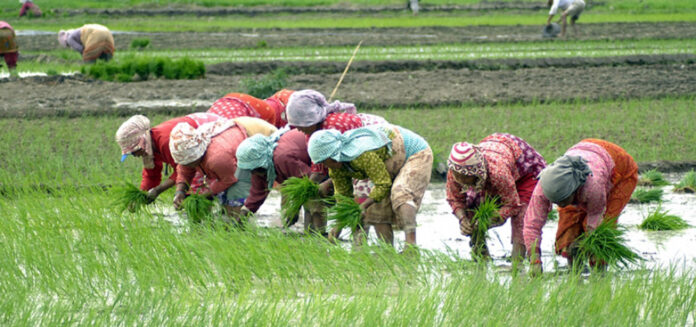 धनुषामा धान रोपाइँ शुरू, यस वर्ष पनि मलकै अभाव       