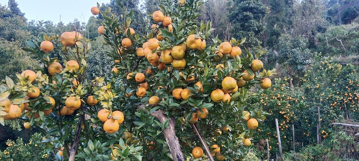 रामेछापको सुन्तलाले बजार पाएन